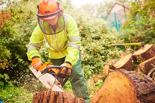 Find Tree Fellers with TradieBuzz